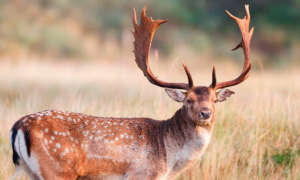 Gescin Hunting - Caza mayor en España - Gamo