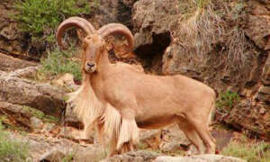 Gescin Hunting La mejor caza en España Especie Arrui