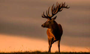 Gescin Hunting La mejor caza en España Especie Ciervo