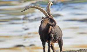 Gescin Hunting La mejor caza en España Especie Macho Montes