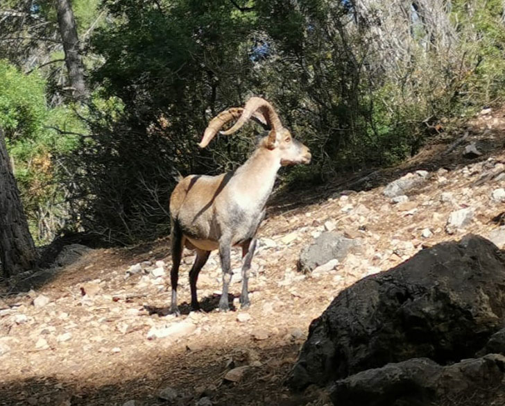 Gescin Hunting caza mayor en España Macho montés