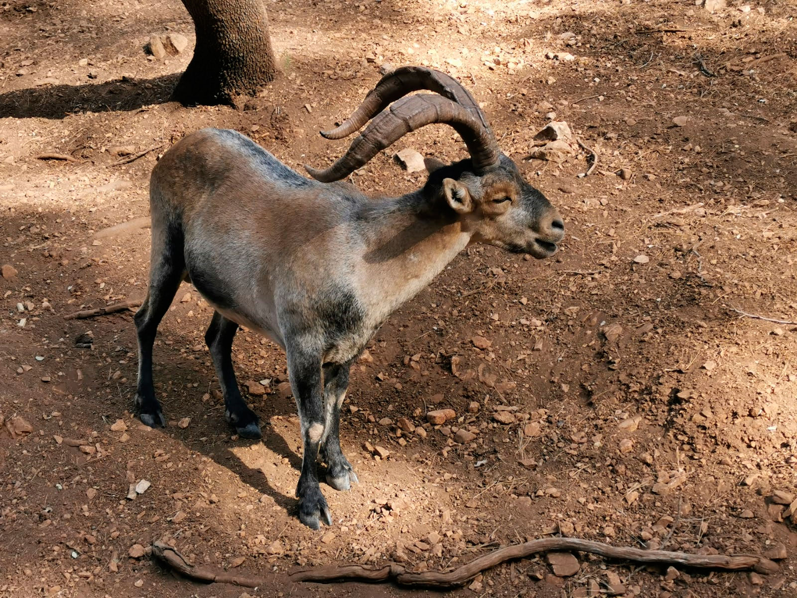 Gescin Hunting caza mayor en España Rececho de Macho montés