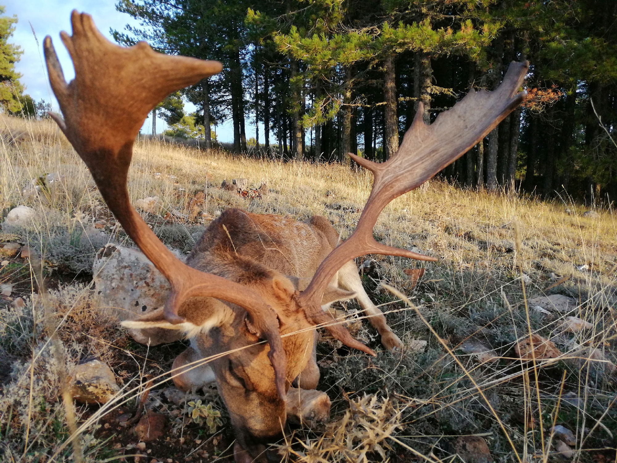 Gescin Hunting Caza Mayor en España 11-20 Recechos de gamos 01