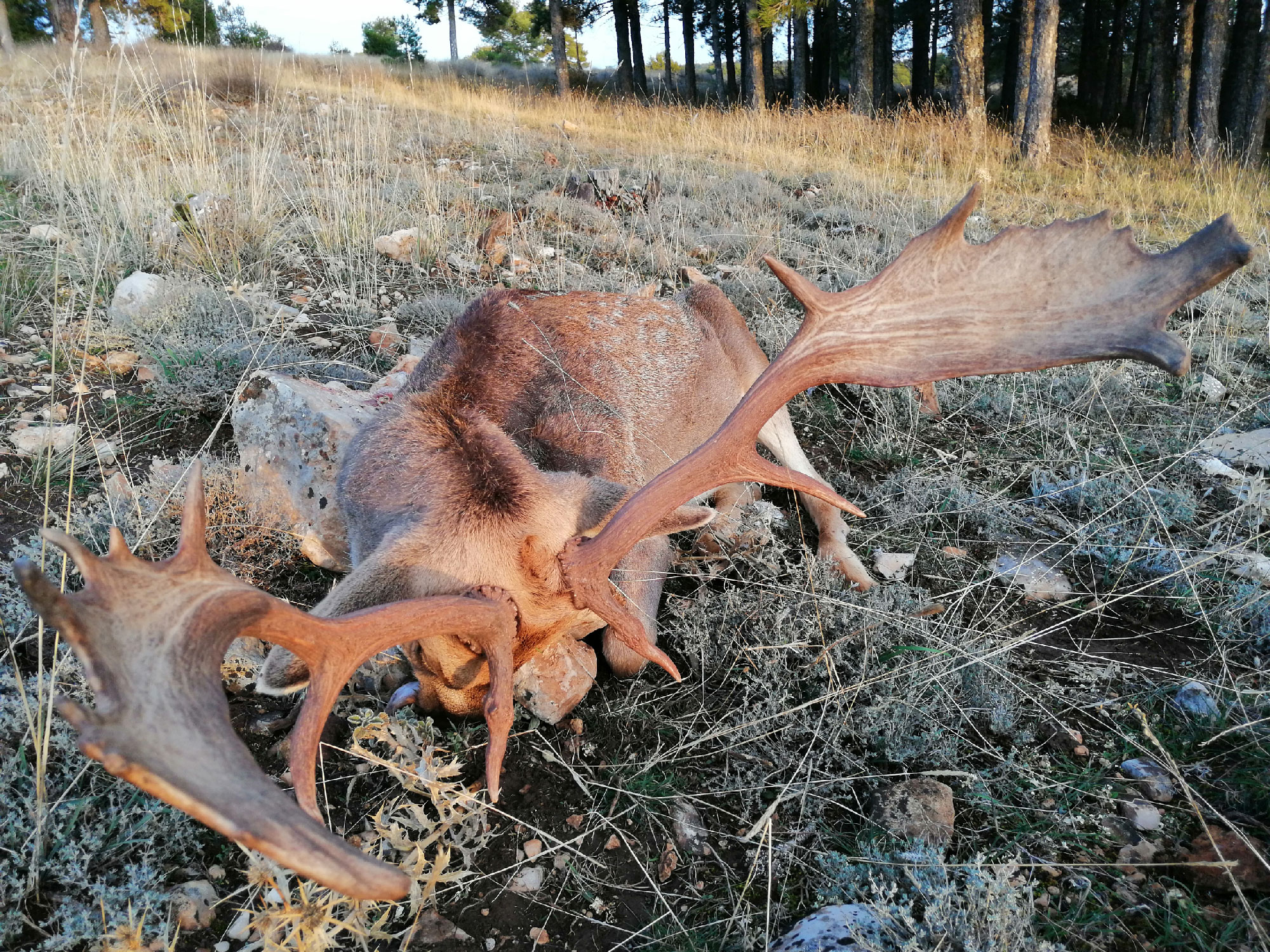 Gescin Hunting Caza Mayor en España 11-20 Recechos de gamos 02