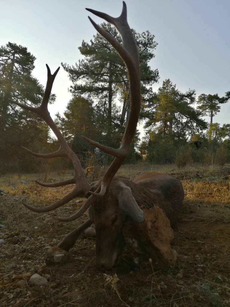 Gescin Hunting Caza Mayor en España 11-20 rececho de ciervo 04